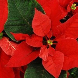 Meet your Posher, Sheila